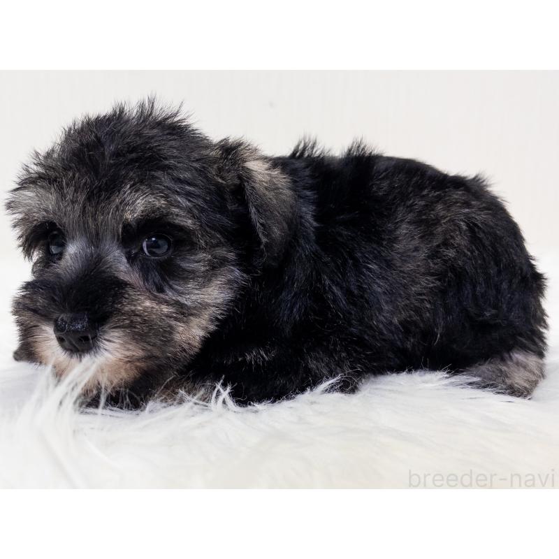 成約済の神奈川県のミニチュアシュナウザー-413941の2枚目