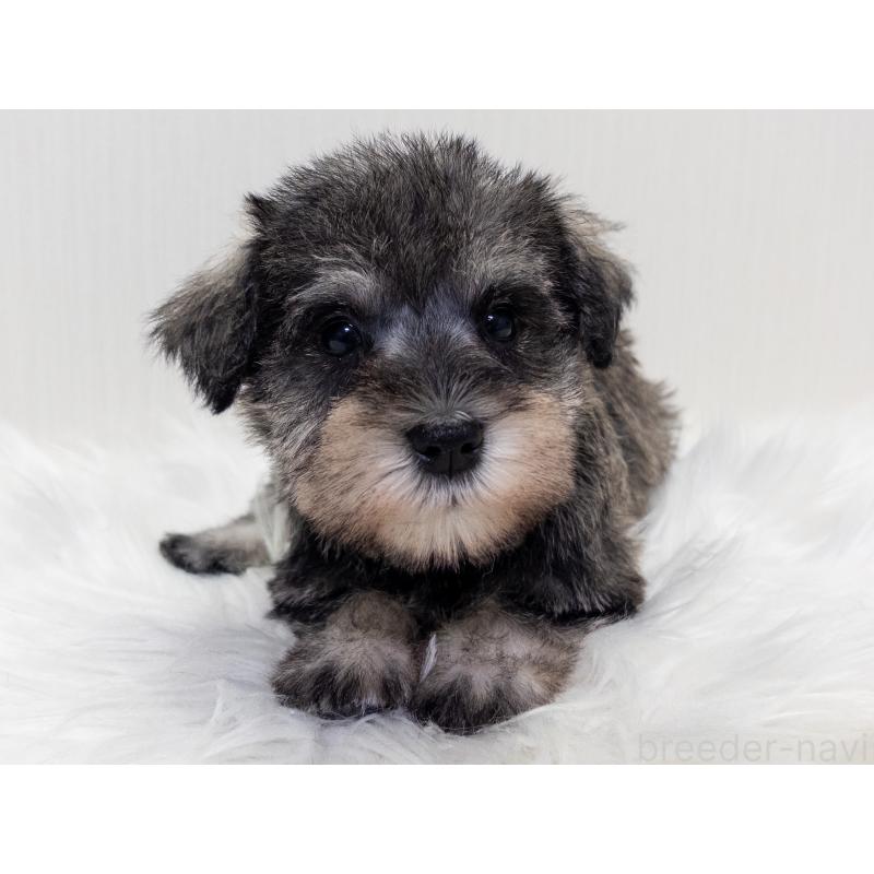 成約済の神奈川県のミニチュアシュナウザー-413940の3枚目