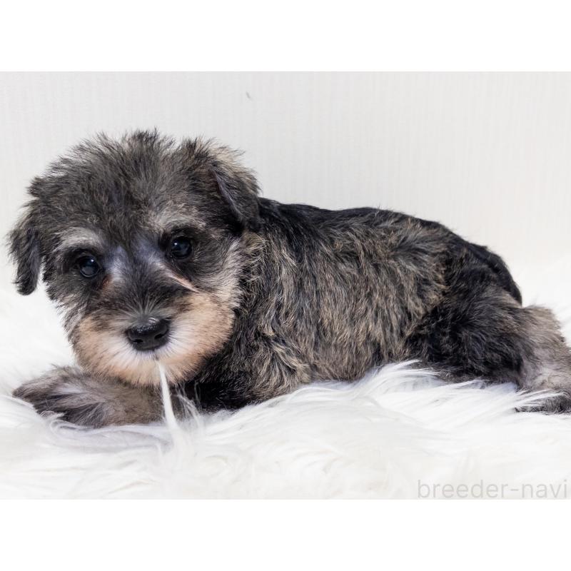 成約済の神奈川県のミニチュアシュナウザー-413940の2枚目