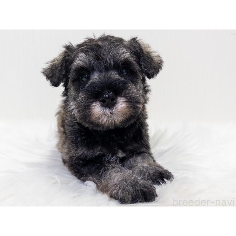 販売中の神奈川県のミニチュアシュナウザー-413943の3枚目