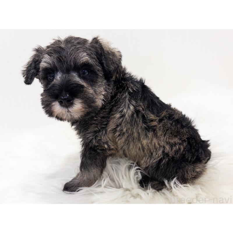 販売中の神奈川県のミニチュアシュナウザー-413943の2枚目