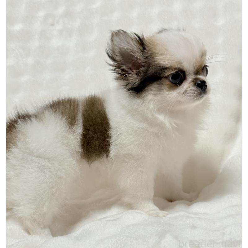 成約済の大阪府のチワワ(ロングコート)-416255の7枚目