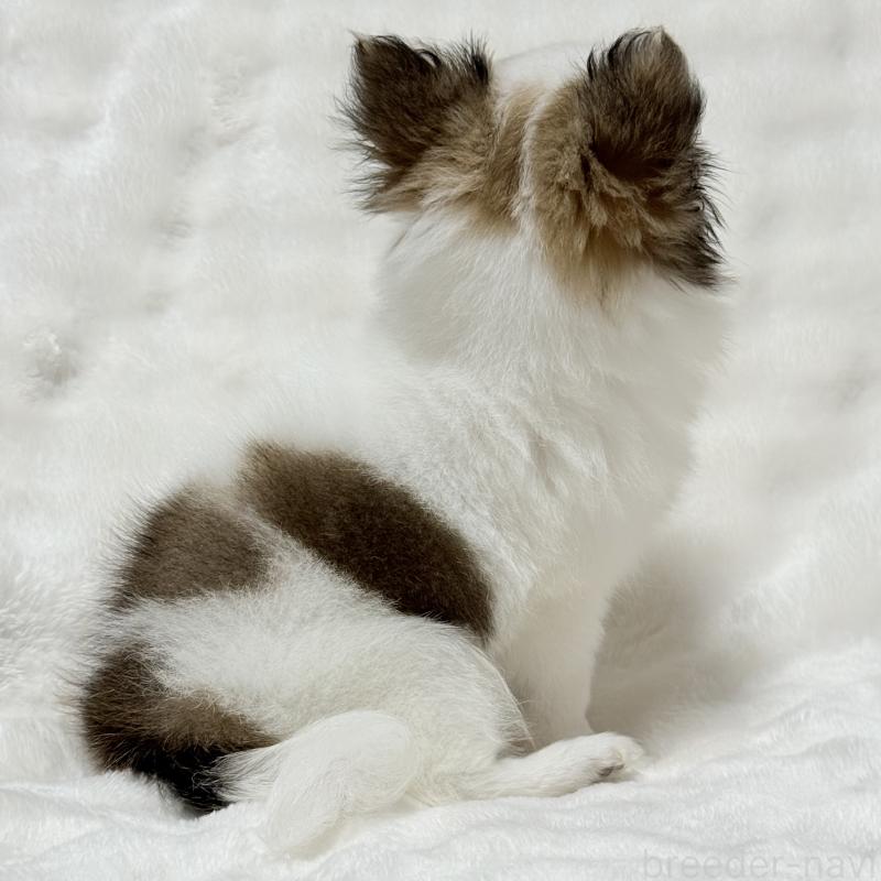 成約済の大阪府のチワワ(ロングコート)-416255の6枚目