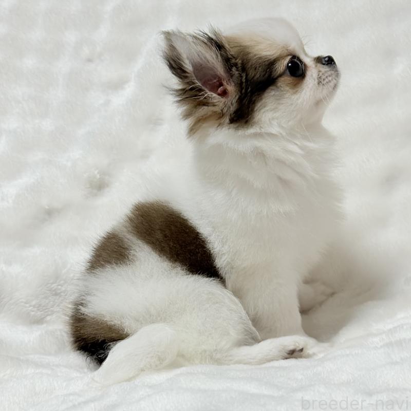 成約済の大阪府のチワワ(ロングコート)-416255の5枚目