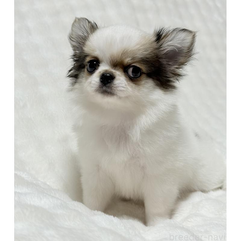 成約済の大阪府のチワワ(ロングコート)-416255の4枚目