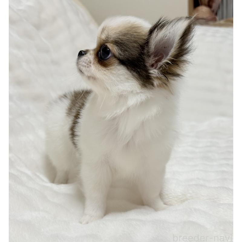 成約済の大阪府のチワワ(ロングコート)-416255の3枚目