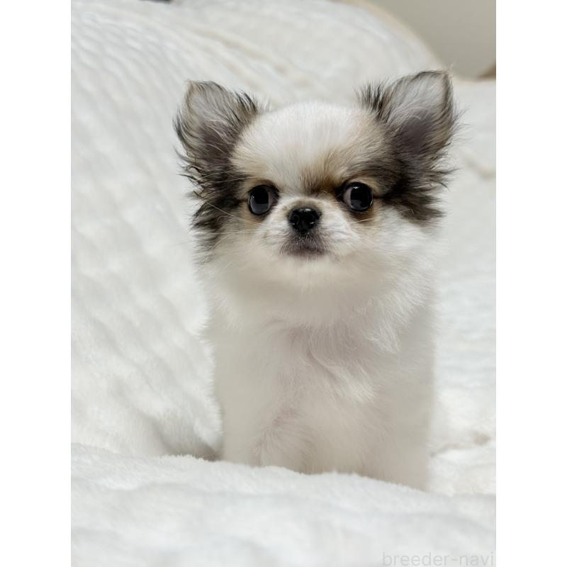 成約済の大阪府のチワワ(ロングコート)-416255の2枚目