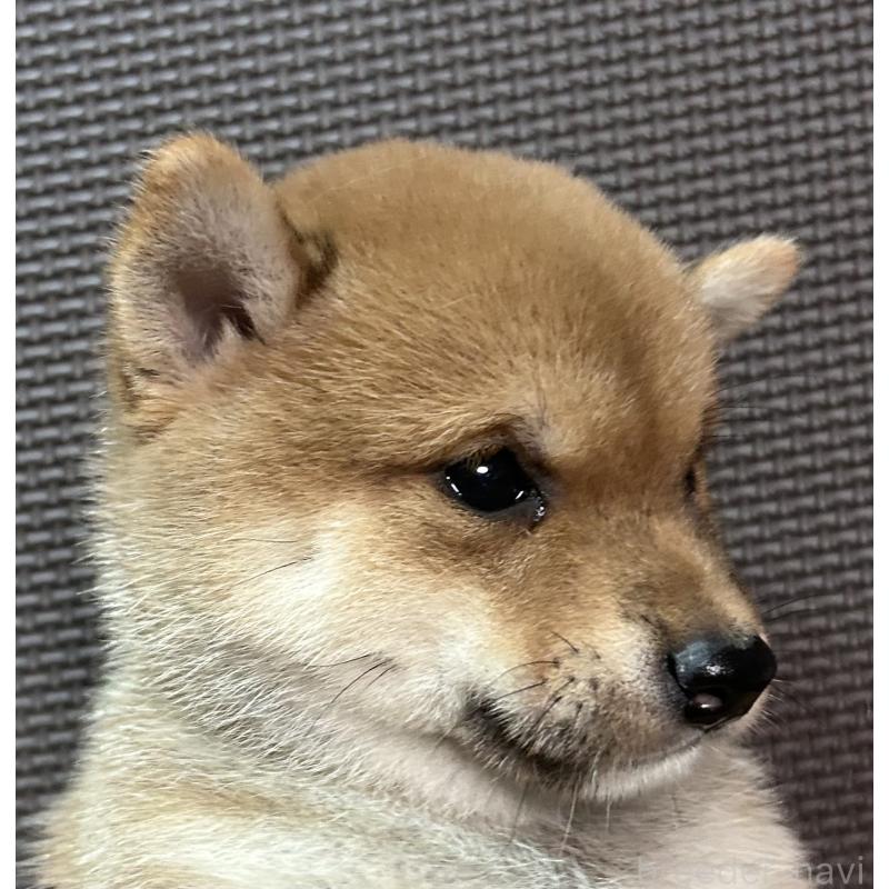 成約済の福岡県の豆柴-419222の3枚目