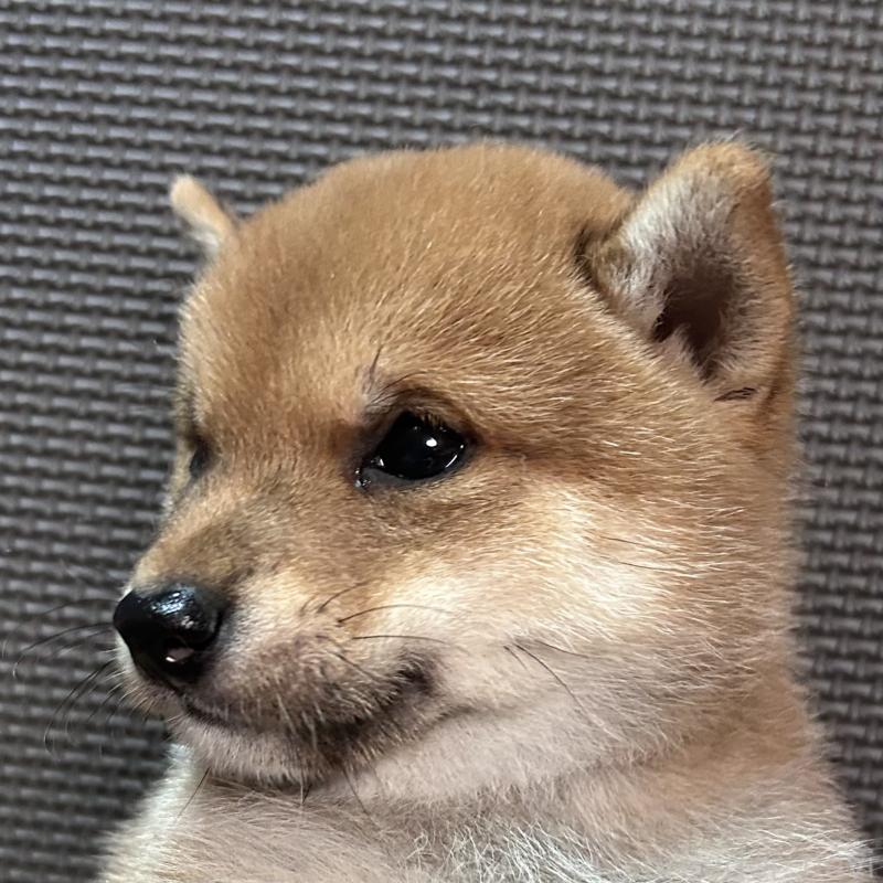 成約済の福岡県の豆柴-419222の2枚目