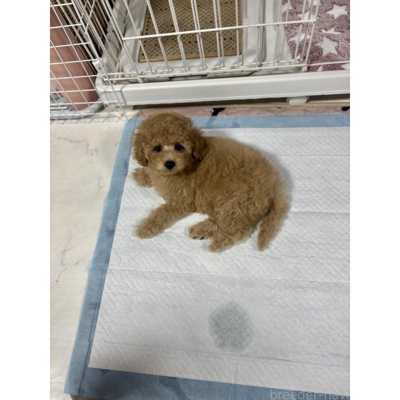 販売中の茨城県のトイプードル-417348の10枚目