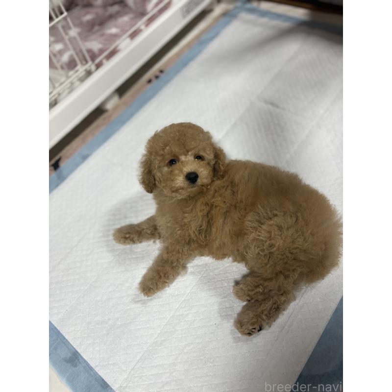 販売中の茨城県のトイプードル-417348の9枚目