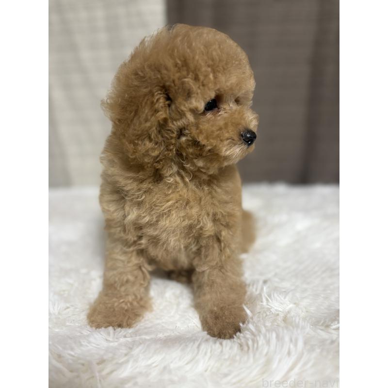 販売中の茨城県のトイプードル-417348の8枚目