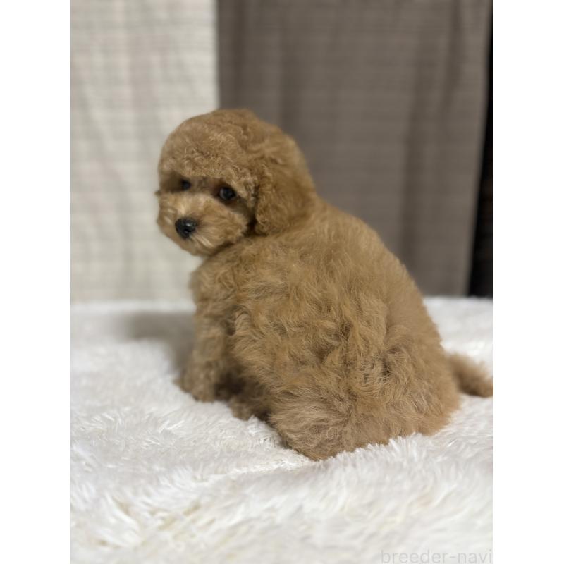 販売中の茨城県のトイプードル-417348の7枚目