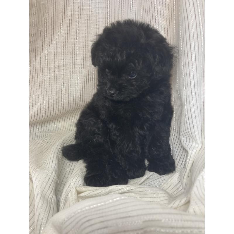 成約済の千葉県のトイプードル-413019の4枚目