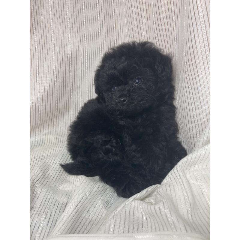 成約済の千葉県のトイプードル-413019の3枚目