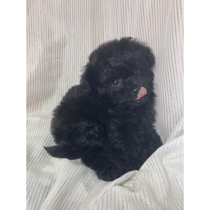 成約済の千葉県のトイプードル-413019の2枚目