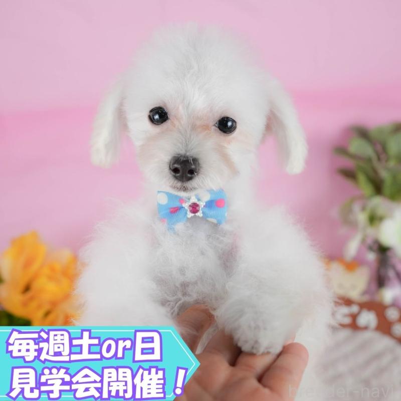 成約済ののタイニープードル-402880