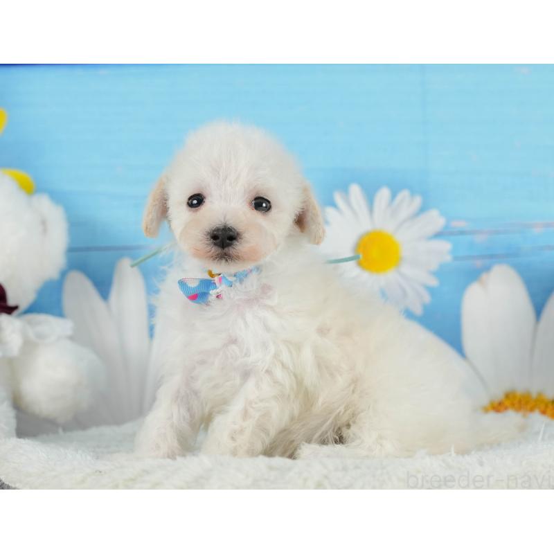 成約済の静岡県のタイニープードル-402880の3枚目