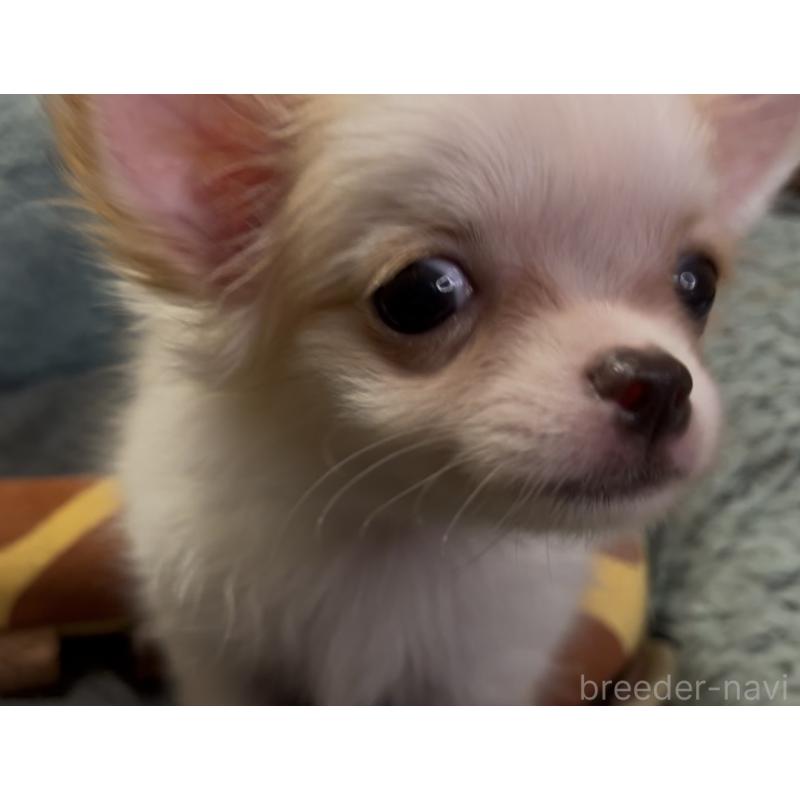 販売中の埼玉県のチワワ(ロングコート)-408273の33枚目