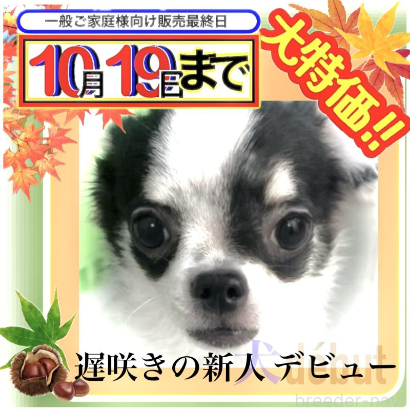 販売中の大阪府のチワワ(ロングコート)-419141