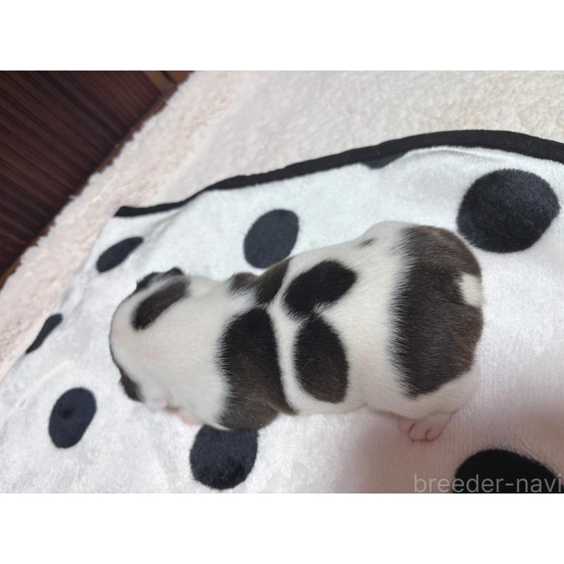 販売中の三重県のフレンチブルドッグ-419541の2枚目