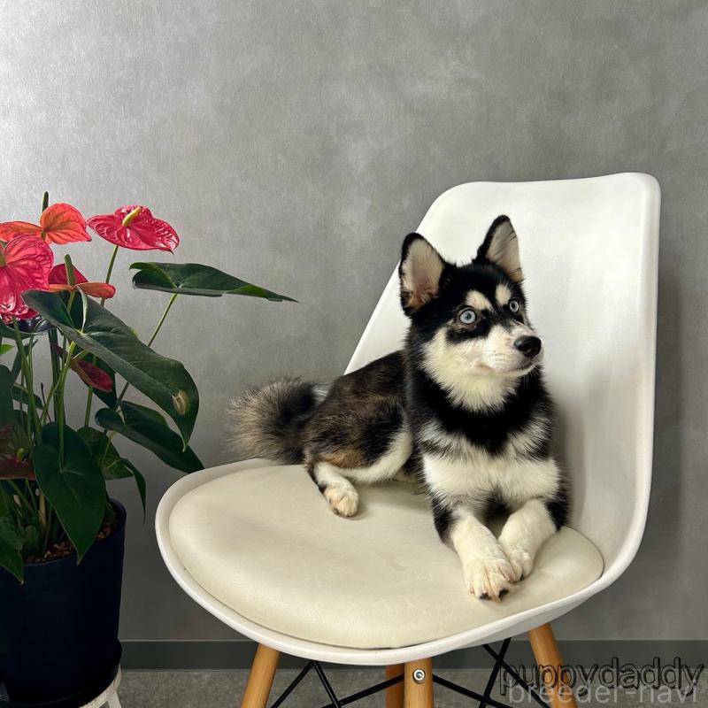 販売中の千葉県のその他の犬種-419569の3枚目