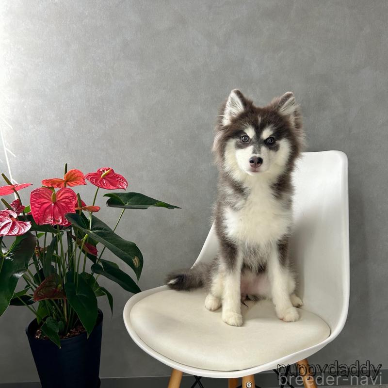 販売中の千葉県のその他の犬種-419570の3枚目