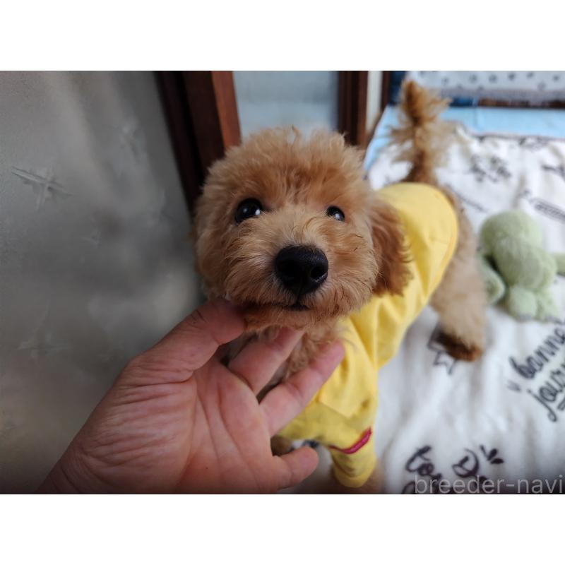 販売中の栃木県のタイニープードル-385424の7枚目