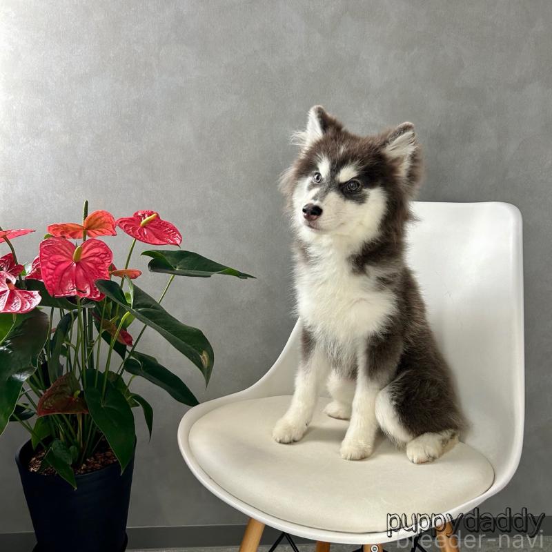 販売中の千葉県のその他の犬種-419570の2枚目