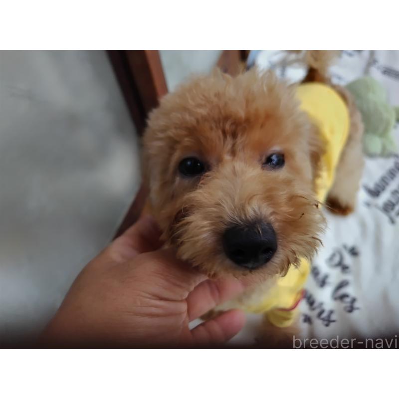 販売中の栃木県のタイニープードル-385424の6枚目