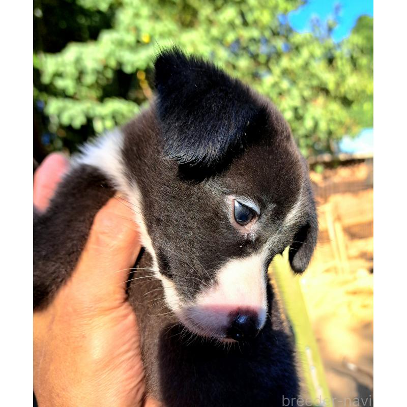 販売中の千葉県のミックス犬-416284の16枚目