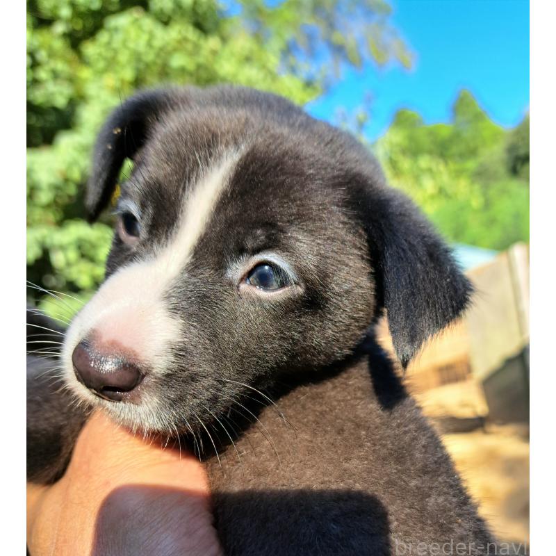 販売中の千葉県のミックス犬-416284の15枚目
