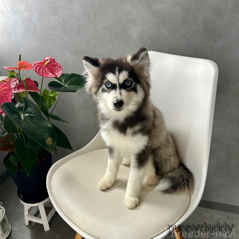 販売中の千葉県のその他の犬種-419571の1枚目