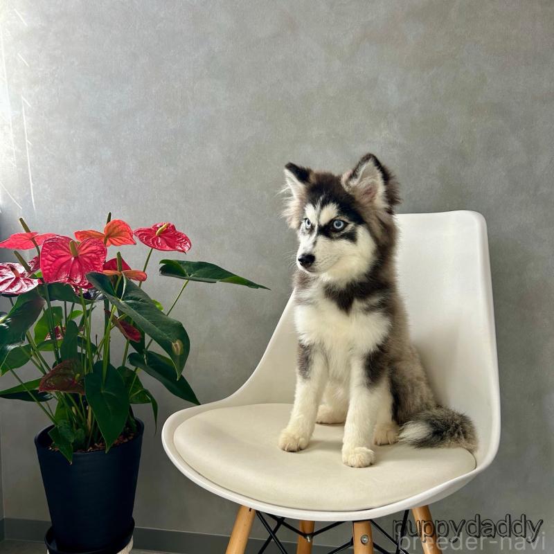 販売中の千葉県のその他の犬種-419571の2枚目