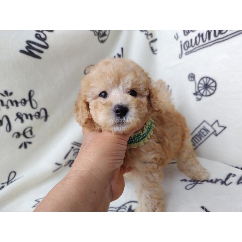 成約済の栃木県のトイプードル-415874の3枚目