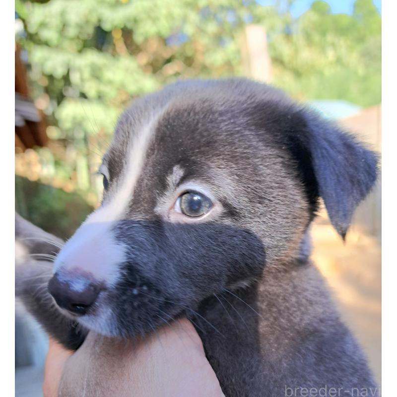 販売中の千葉県のミックス犬-416284の14枚目