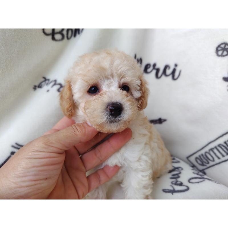 成約済の栃木県のタイニープードル-415876の3枚目