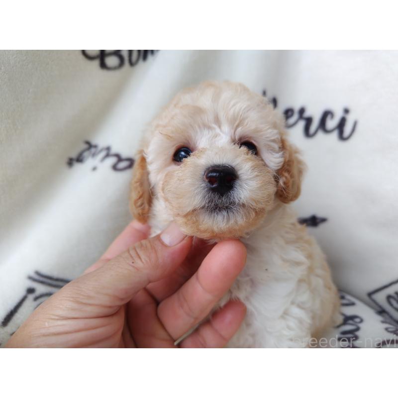 成約済の栃木県のタイニープードル-415876の2枚目