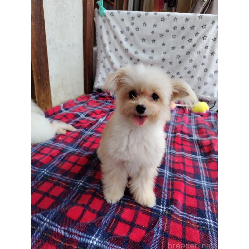 販売中の栃木県のポメプー:ポメラニアン×トイプードル-372116の3枚目