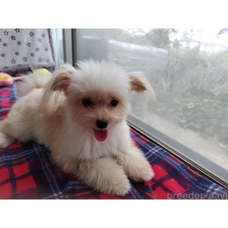 販売中の栃木県のポメプー:ポメラニアン×トイプードル-372116の2枚目