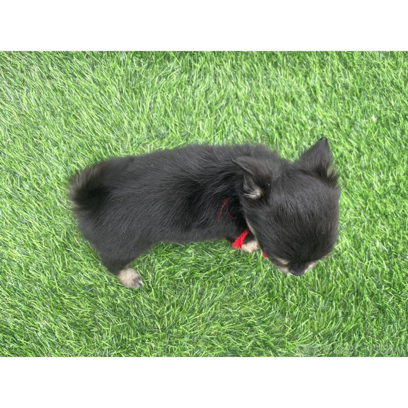 成約済の愛知県のチワワ(ロングコート)-417520の4枚目