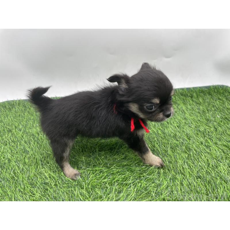 成約済の愛知県のチワワ(ロングコート)-417520の3枚目