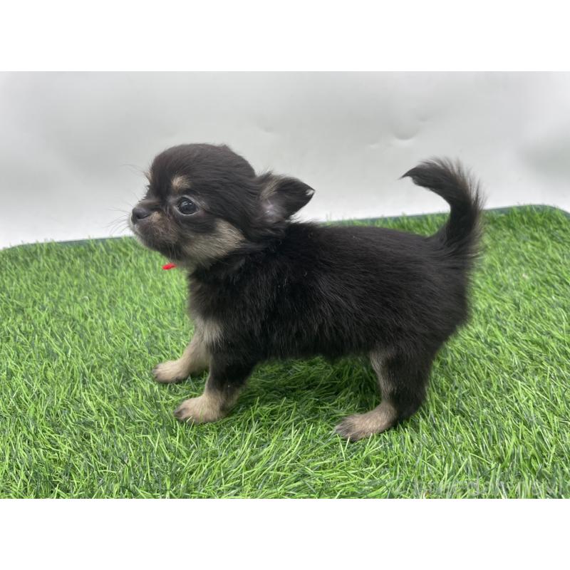 成約済の愛知県のチワワ(ロングコート)-417520の2枚目