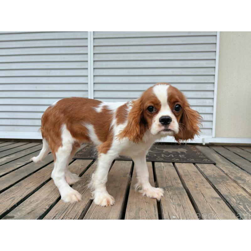 販売中の茨城県のキャバリアキングチャールズスパニエル-400258の2枚目