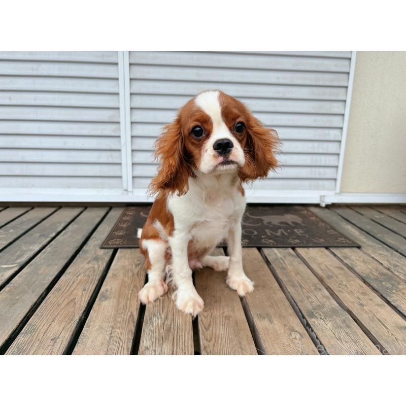販売中の茨城県のキャバリアキングチャールズスパニエル-400258