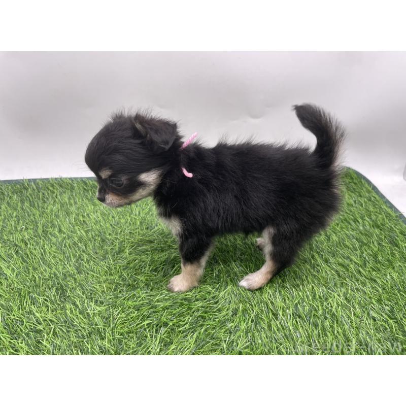 成約済の愛知県のチワワ(ロングコート)-417517の3枚目