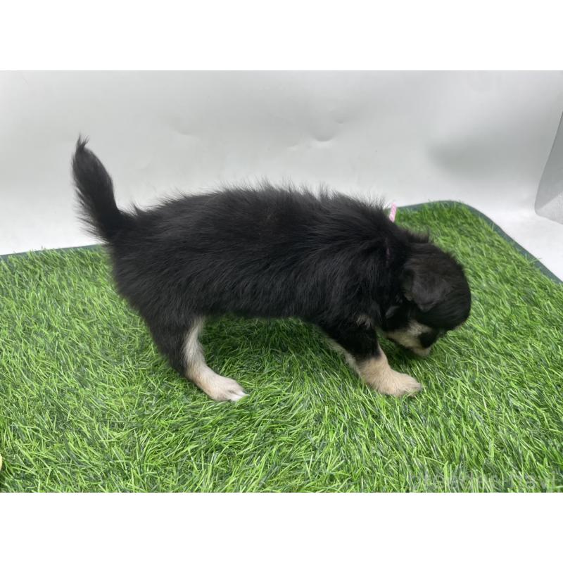 成約済の愛知県のチワワ(ロングコート)-417517の4枚目