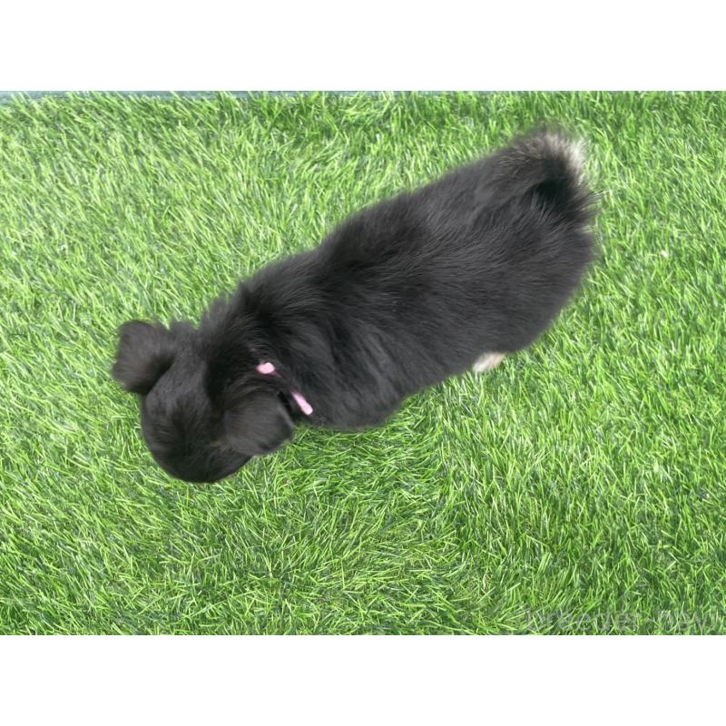 成約済の愛知県のチワワ(ロングコート)-417517の2枚目