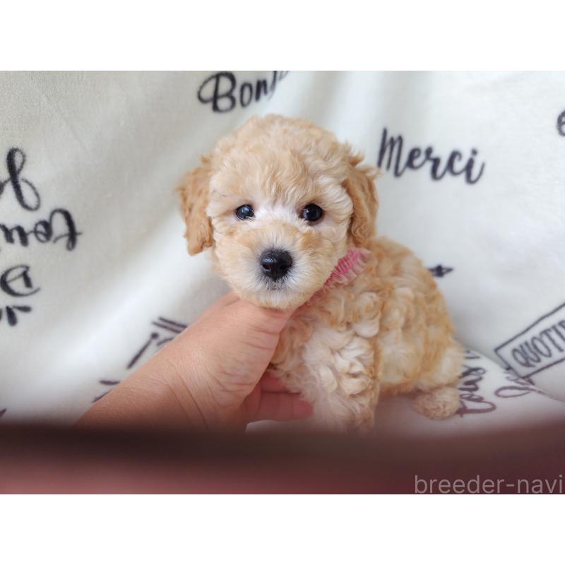 販売中の栃木県のトイプードル-415868の7枚目