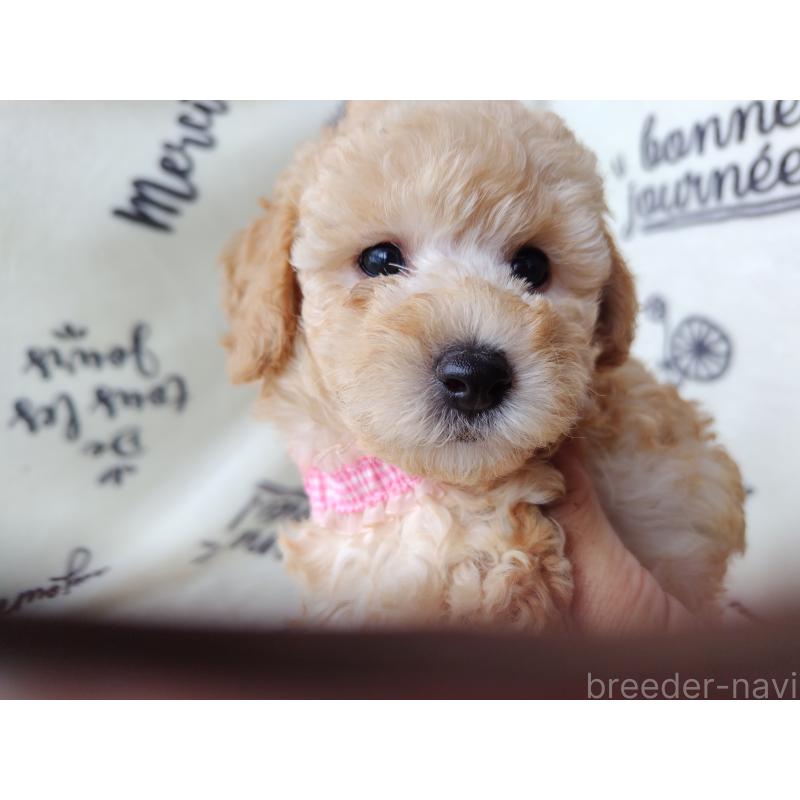 販売中の栃木県のトイプードル-415868の6枚目